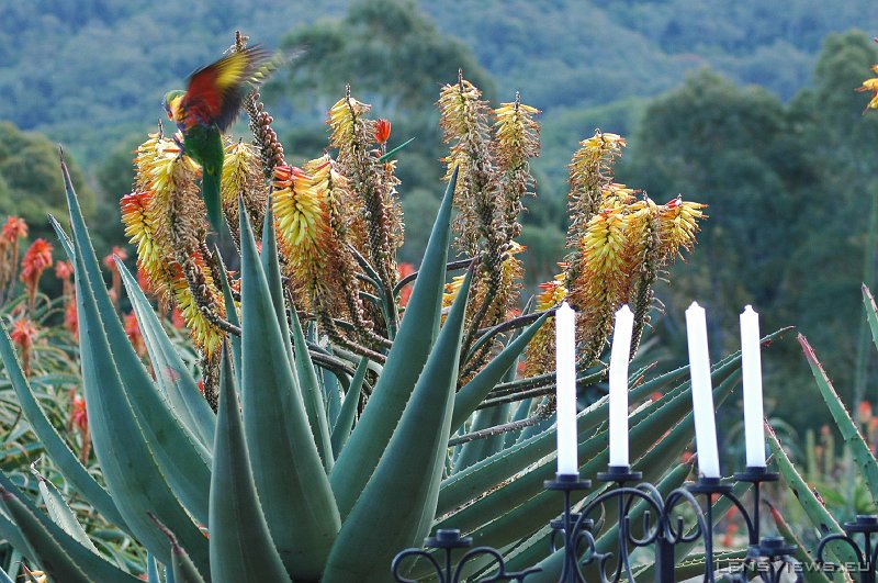 Rainbow Lorikeet 113 